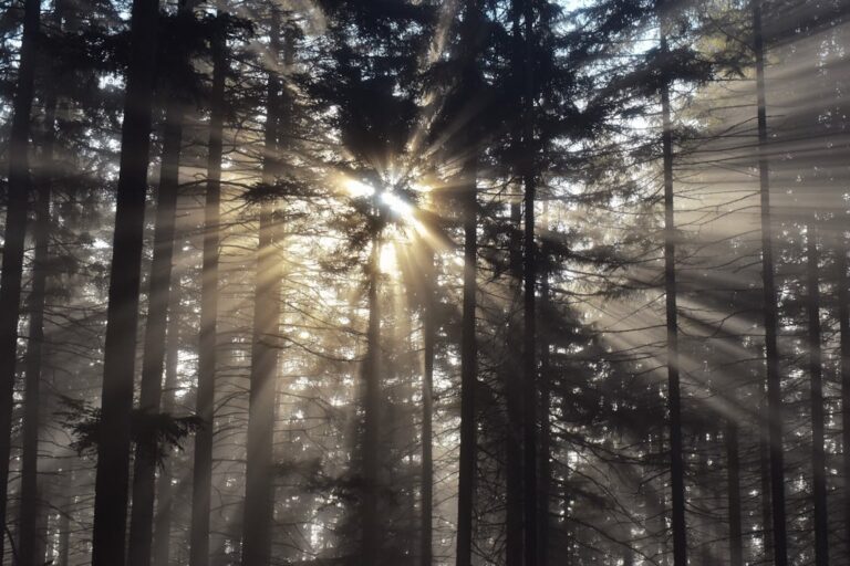 The Principle of Environment