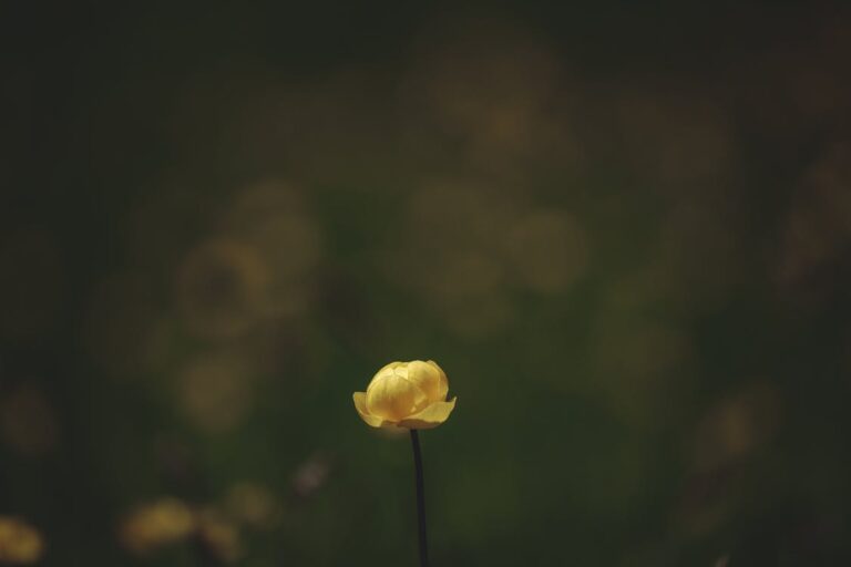 The Principle of Simplicity