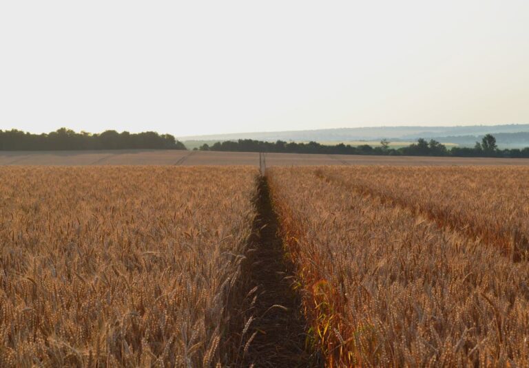 The Principle of Sowing